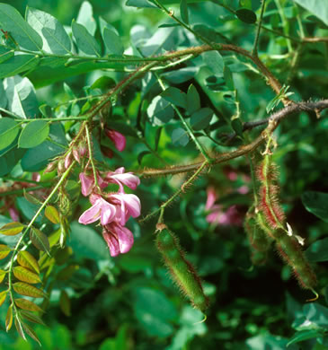 image of Robinia hispida var. fertilis, Arnot Bristly Locust, Fruitful Locust