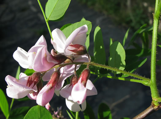 image of Robinia hispida var. kelseyi, Kelsey's Locust