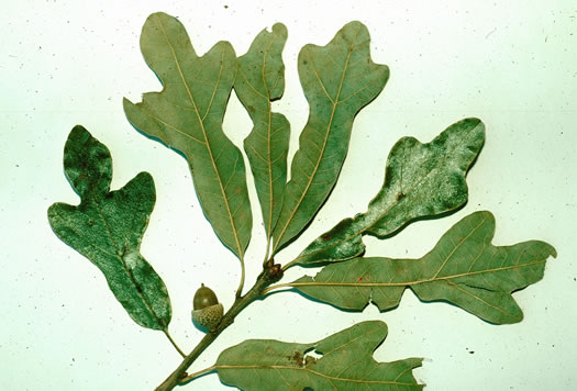 image of Quercus similis, Swamp Post Oak, Bottomland Post Oak, Delta Oak
