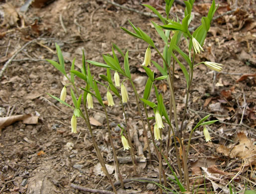 image of Uvularia puberula, Mountain Bellwort, Appalachian Bellwort, Carolina Bellwort