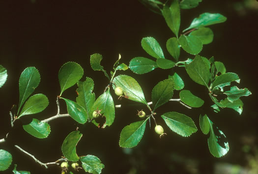 image of Crataegus berberifolia var. berberifolia, Barberry Hawthorn