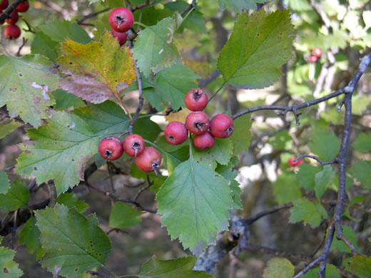 image of Crataegus intricata var. neobushii, Bush Hawthorn