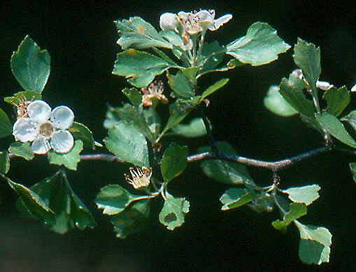 image of Crataegus quaesita var. floridana, Jacksonville Hawthorn