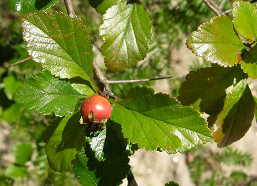 image of Crataegus brittonii, Britton's Hawthorn