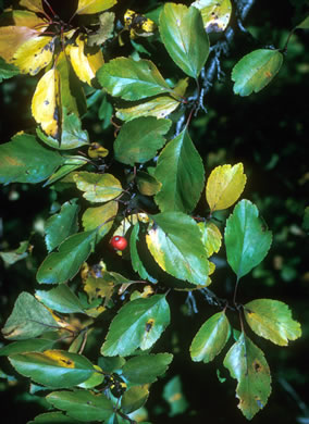 image of Crataegus viridis, Green Hawthorn, Greenhaw