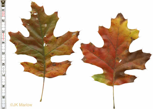 image of Quercus velutina, Black Oak