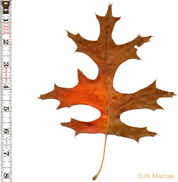 image of Quercus coccinea, Scarlet Oak