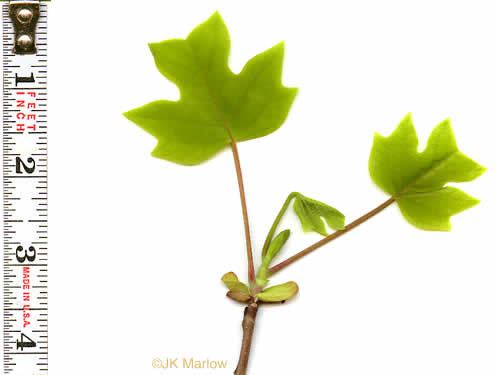 image of Liriodendron tulipifera var. tulipifera, Tulip-tree, Yellow Poplar, Whitewood