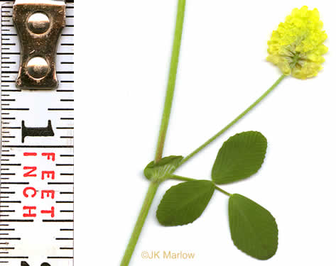 image of Trifolium campestre, Hop Clover, Low Hop Clover, Field Clover