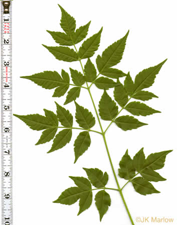 doubly compound leaf