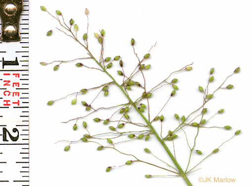 image of Dichanthelium acuminatum var. acuminatum, Woolly Witchgrass, Woolly Rosette Grass, Tapered Rosette Grass