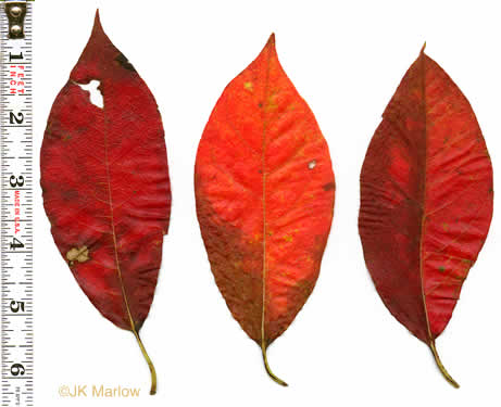 black gum tree leaves