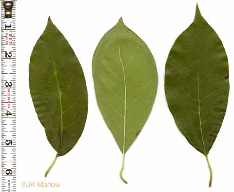 black gum tree leaves