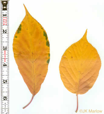image of Prunus ×yedoensis, Yoshino Cherry