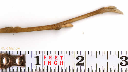 image of Hamamelis virginiana var. virginiana, Northern Witch-hazel