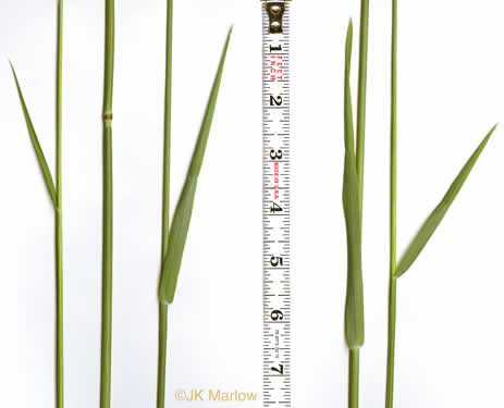 image of Secale cereale, Cereal Rye, Cultivated Rye