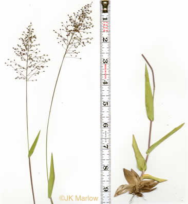 image of Dichanthelium longiligulatum, Long-ligule Witchgrass, Coastal Plain Witchgrass