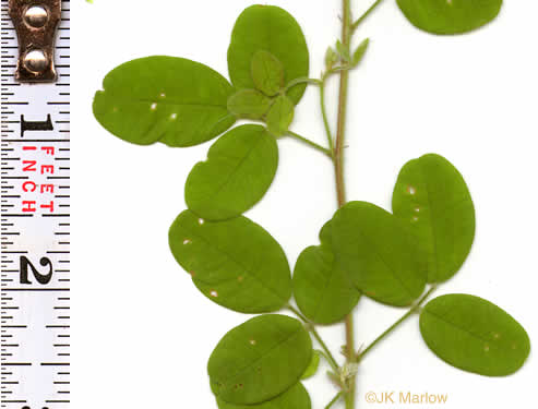 image of Lespedeza procumbens, Downy Trailing Lespedeza, Trailing Bush-clover