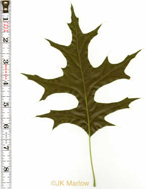 Quercus palustris, Pin Oak