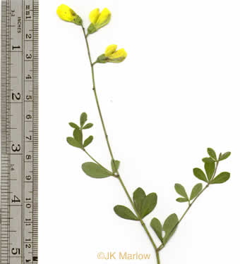 image of Baptisia tinctoria, Horsefly Weed, Yellow Wild Indigo, Yellow False-indigo, Rattleweed