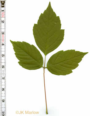 image of Acer negundo var. negundo, Eastern Box Elder, Ash-leaved Maple