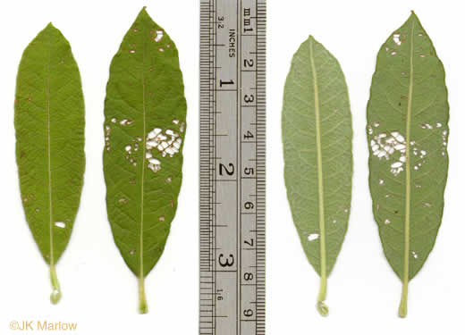 image of Salix humilis, Prairie Willow, Upland Willow