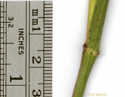 image of Panicum virgatum var. virgatum, Switchgrass, Prairie Switchgrass