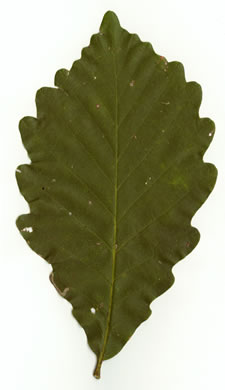 image of Quercus montana, Rock Chestnut Oak, Tanbark Oak