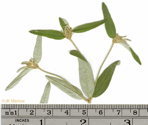 image of Croton willdenowii, Outcrop Rushfoil, Willdenow's Croton, Glade Rushfoil, Broadleaf Rushfoil