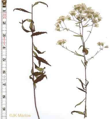 image of Brickellia eupatorioides, Eastern False-boneset, Eastern False-eupatorium, Eastern Kuhnia