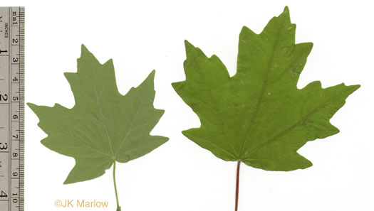 image of Acer floridanum, Southern Sugar Maple, Florida Maple