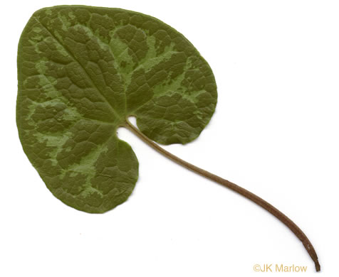 image of Hexastylis heterophylla, Variable-leaf Heartleaf