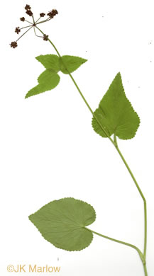 image of Thaspium trifoliatum var. trifoliatum, Purple Meadow-parsnip, Woodland Parsnip