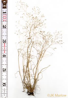 image of Aira elegans, Elegant Hairgrass, Annual Silver Hairgrass