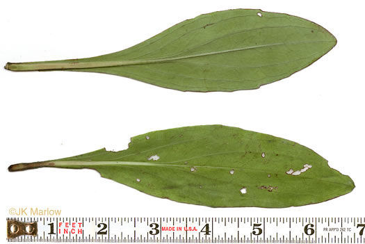 image of Trilisa odoratissima, Vanilla-leaf, Deer's-tongue, Pineland Purple