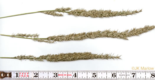 image of Tridens strictus, Longspike Tridens, Longspike Fluffgrass, Spike Triodia