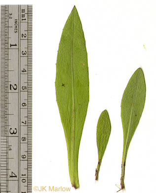 image of Pilosella caespitosa, Field Hawkweed, Yellow King-devil, Meadow Hawkweed