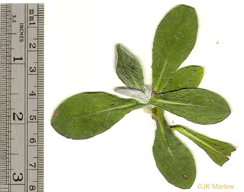 image of Pilosella officinarum, Mouse-ear Hawkweed
