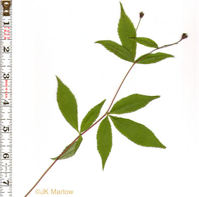Gillenia trifoliata, Bowman's Root, Mountain Indian Physic, Fawn's Breath