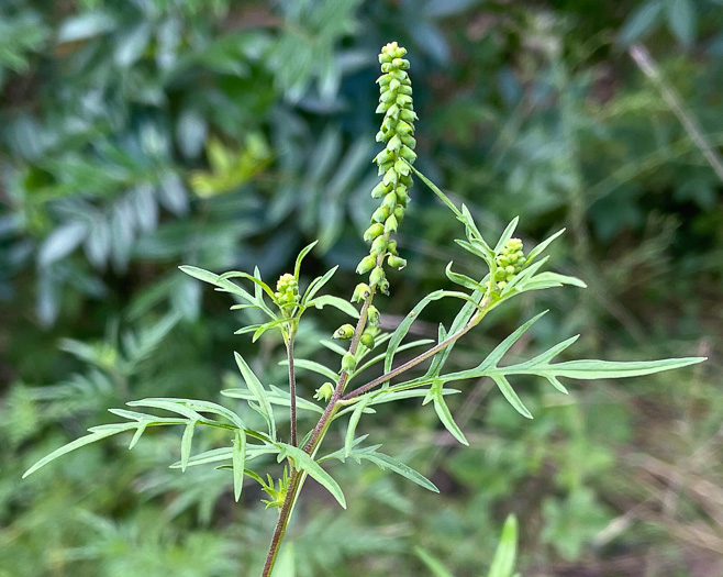 image of Ambrosia porcheri, Outcrop Ragweed, Flatrock Ragweed