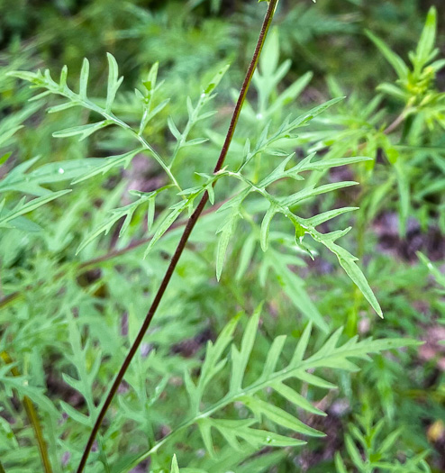 image of Ambrosia porcheri, Outcrop Ragweed