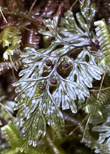 image of Hymenophyllum tunbrigense, Tunbridge Filmy-fern, Tunbridge Fern