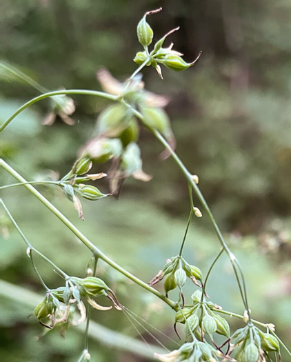 image of Thalictrum coriaceum, Appalachian Meadowrue, Maid-of-the-mist