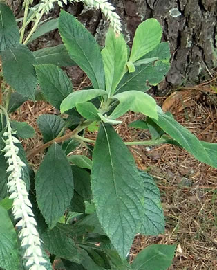 image of Clethra tomentosa, Downy Sweet-pepperbush, Downy White-alder