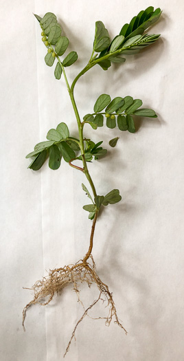 image of Phyllanthus urinaria ssp. urinaria, Chamber Bitter