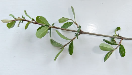 image of Viburnum obovatum, Small-leaf Virburnum, Walter's Viburnum