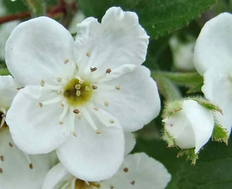 image of Crataegus triflora, Threeflower Hawthorn