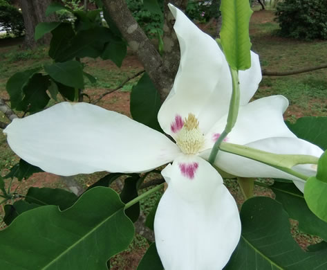 image of Magnolia ashei, Ashe's Magnolia
