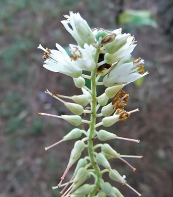 image of Clethra tomentosa, Downy Sweet-pepperbush, Downy White-alder
