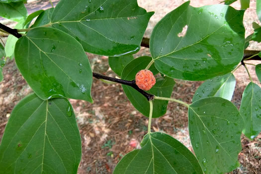 image of Maclura tricuspidata, Cudrania, Strawberry-bush, Chinese Che